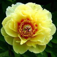 Пион Ито-гибрид Барцелла  