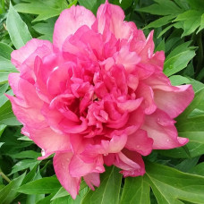 Пион ИТО-гибрид Хиллари  