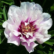 Пион ИТО-гибрид Кора Луиза  