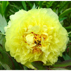 Пион Йеллоу Краун (ИТО-гибриды)