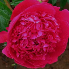 Пион молочноцветковый Карл Розенфельд  