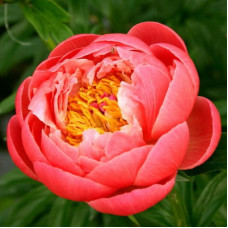 Пион Корал Чарм