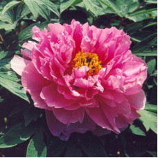 Пион древовидный Красное Серебро