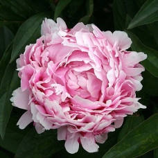 Пион молочноцветковый Леди Александра Дафф  