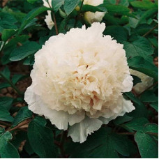 Пион древовидный Нефритовая Принцесса