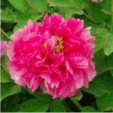 Пион древовидный Очаровательная Весна