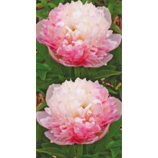 Пион Офишиналис Мутабилис Плена