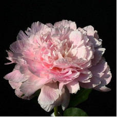 Пион травянистый Печер