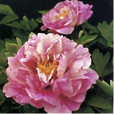 Пион древовидный Пестрая Бабочка