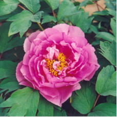 Пион древовидный Пинк Ред