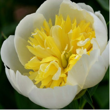 Пион Примавера