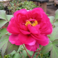 Пион древовидный Пурпурная Бабочка в Золоте