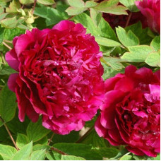 Пион древовидный Пурпурный Феникс