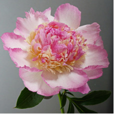 Пион Расберри Санди