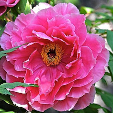 Пион древовидный Розовый Лотос