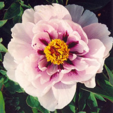 Пион древовидный Сапфир