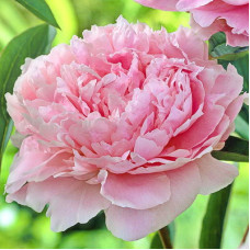 Пион травянистый Сара Бернар