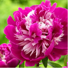 Пион Селебрити