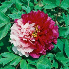 Пион древовидный Сестры Киао