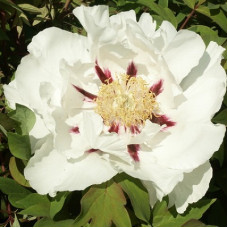 Пион древовидный Снежный Лотос