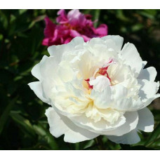 Пион Соланж