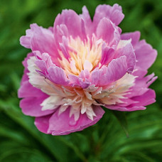 Пион молочноцветковый Сорбет  