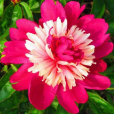 Пион молочноцветковый Топ Хат  