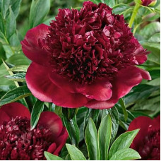 Пион травянистый Ред Чарм