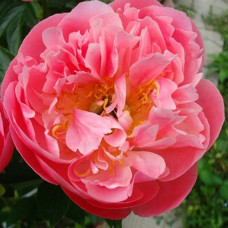 Пион молочноцветковый Пинк Гавайан Корал  