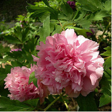 Пион древовидный Цвет Вечности