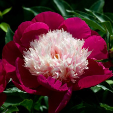 Пион молочноцветковый Вайт Кэп  