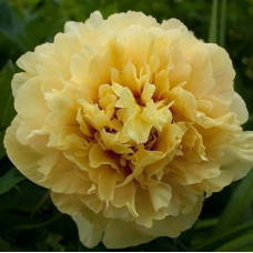 Пион ИТО-гибрид Гарден Треже  