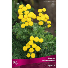 Пижма обыкновенная Криспа 