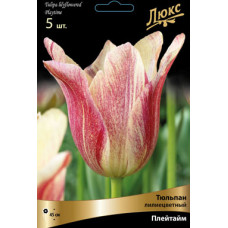 Тюльпан Плейтайм