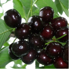 Черешня Подарок Степанову