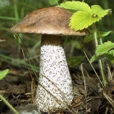 Подберезовик (мицелий на компосте, 60 мл)