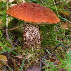 Подосиновик (мицелий на компосте, 60 мл)