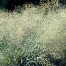 Полевичка Эллиота Винд Дансер