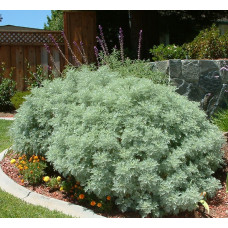 Полынь Шмидта Повис Кастл  