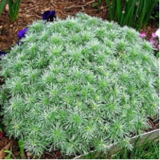 Полынь Шмидта Нана