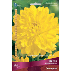 Георгина Пондероса (декоративная)