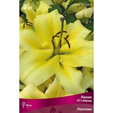 Лилия Понтиак