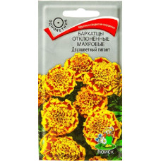 Бархатцы отклоненные махровые Двухцветный гигант