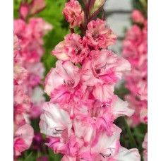 Гладиолус Краснодар 