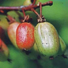 Актинидия коломикта Прелестная