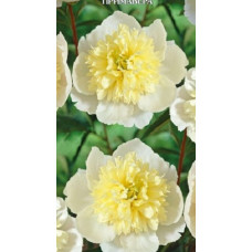 Пион травянистый Примавера