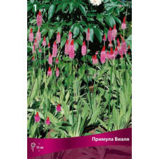 Примула Виаля