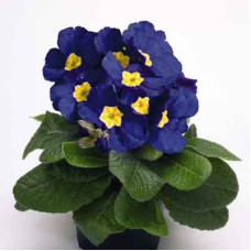 Примула высокая Пиано Блю