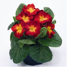 Примула высокая Пиано Файр