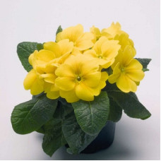 Примула высокая Пиано Йеллоу